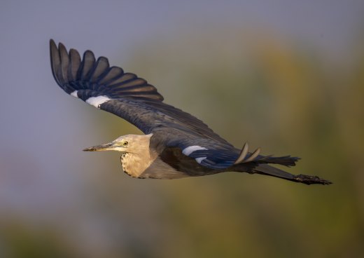 Untitled wildlife artwork