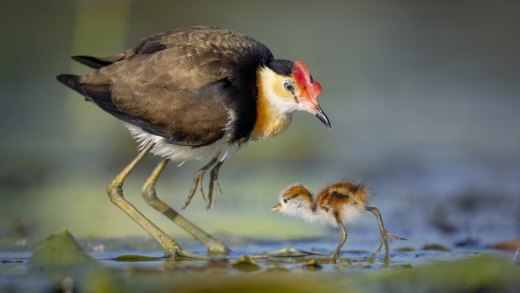 Untitled wildlife artwork