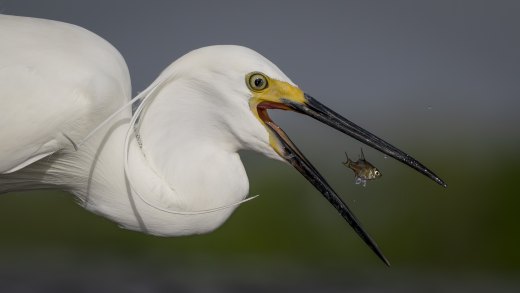 Untitled wildlife artwork