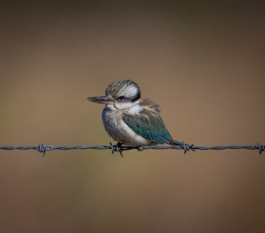 Untitled wildlife artwork