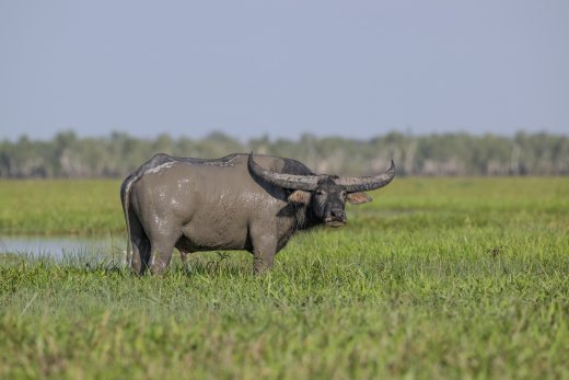 Untitled wildlife artwork