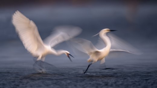 Untitled wildlife artwork