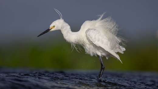 Untitled wildlife artwork