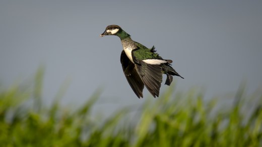 Untitled wildlife artwork