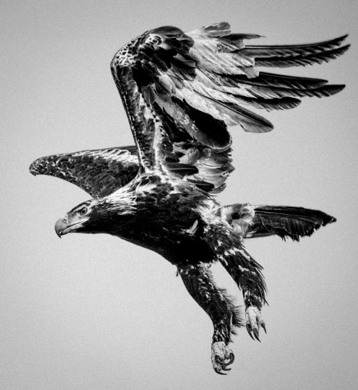 Untitled wildlife artwork