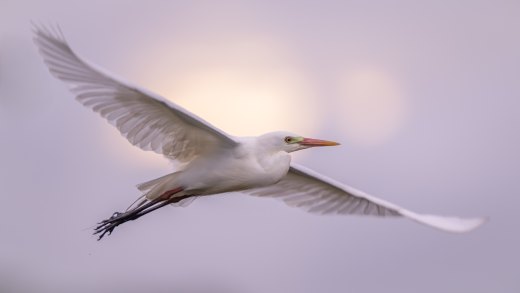 Untitled wildlife artwork