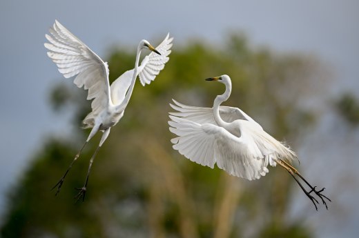 Untitled wildlife artwork