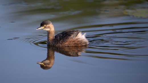Untitled wildlife artwork