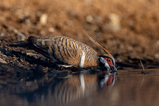 Untitled wildlife artwork