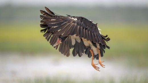 Untitled wildlife artwork