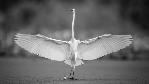 Untitled wildlife artwork