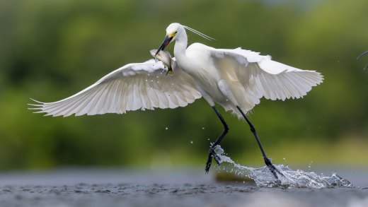 Untitled wildlife artwork