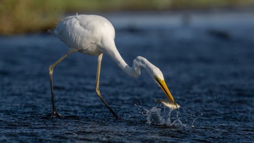 Untitled wildlife artwork