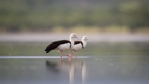 WILDFOTO wall art