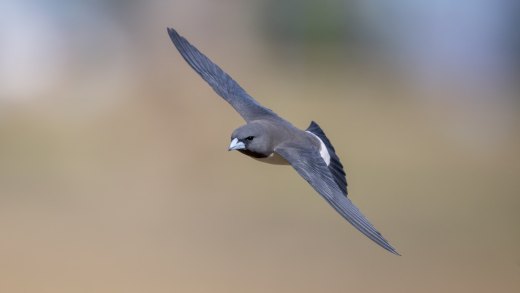 Untitled wildlife artwork