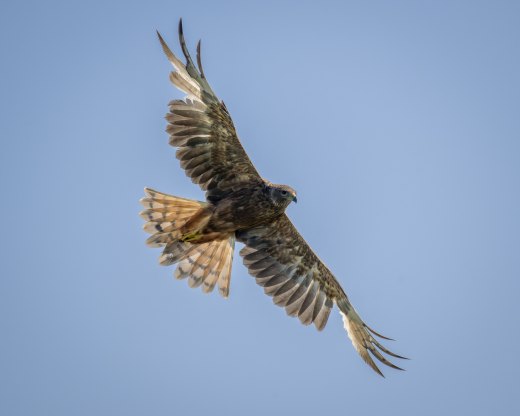 Swamp Harrier flaps out