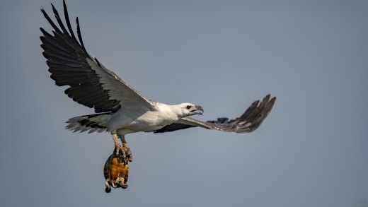 Turtle Catch