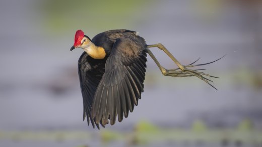 Untitled wildlife artwork