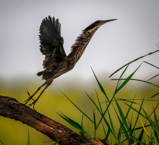 Untitled wildlife artwork