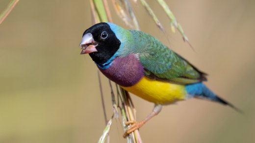Lee Point Gouldian