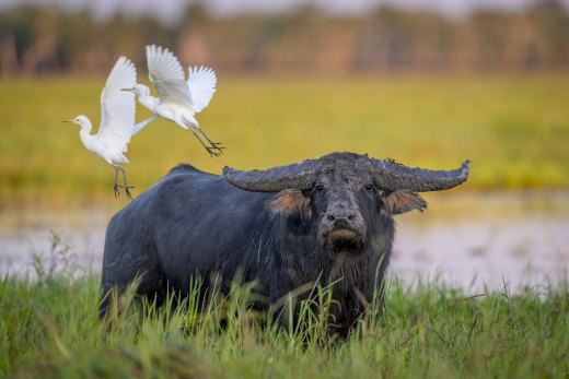 Untitled wildlife artwork