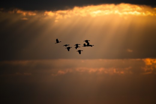 Untitled wildlife artwork
