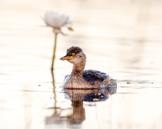 Untitled wildlife artwork