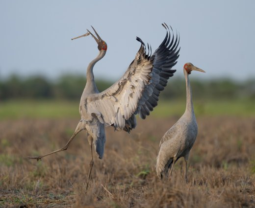 Untitled wildlife artwork