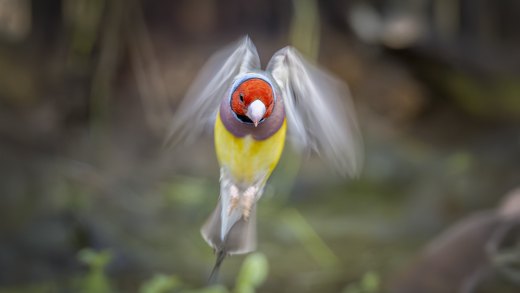 Untitled wildlife artwork