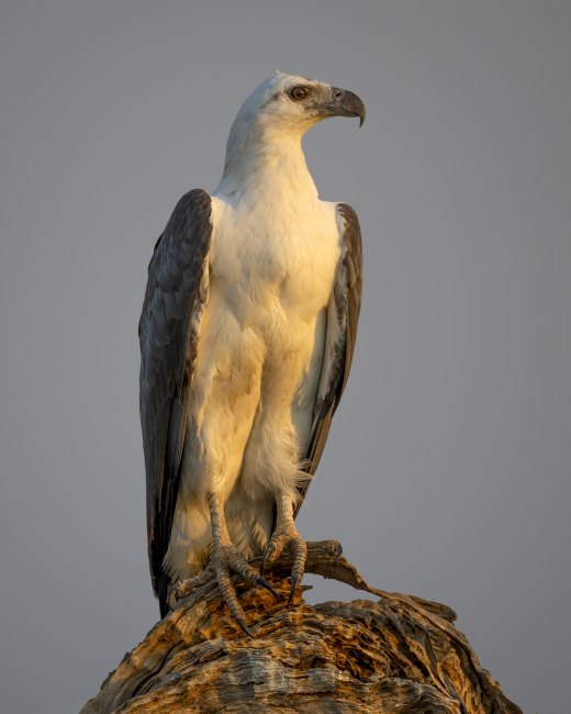 Sea Eagle portrait