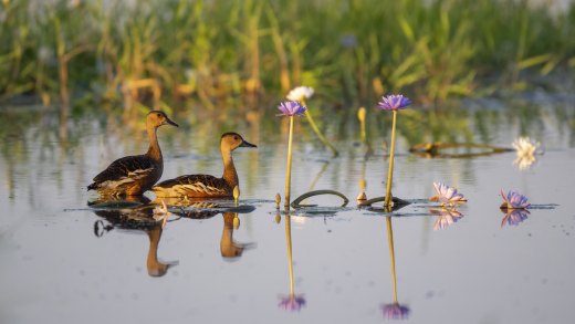 Untitled wildlife artwork