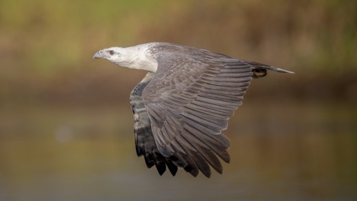 Untitled wildlife artwork