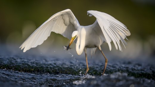 Untitled wildlife artwork