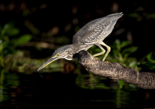 Untitled wildlife artwork