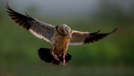Untitled wildlife artwork