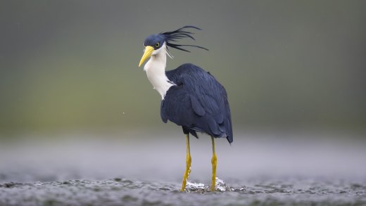 Untitled wildlife artwork