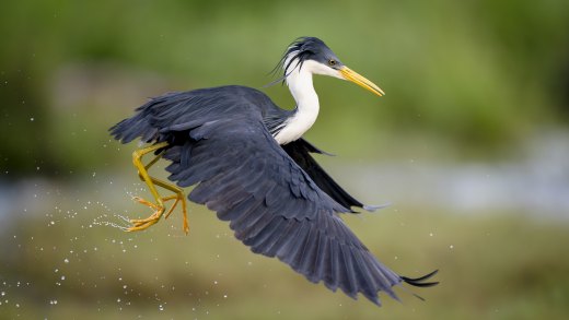 Untitled wildlife artwork