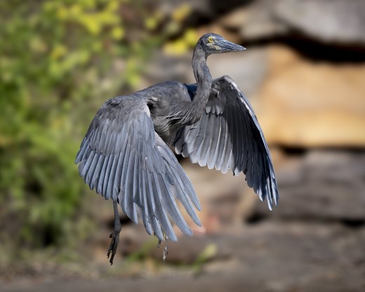 Untitled wildlife artwork