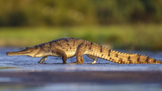 Untitled wildlife artwork