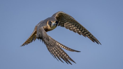 Untitled wildlife artwork