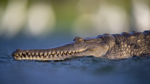 Untitled wildlife artwork