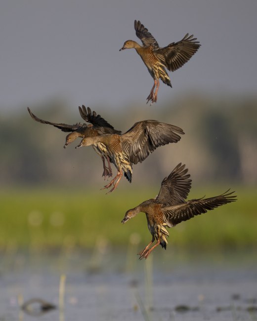 Untitled wildlife artwork