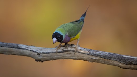 Black-headed Male Gouldian