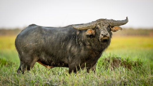 Untitled wildlife artwork