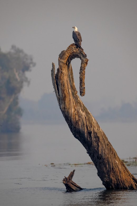 Smoky Corroboree Morning