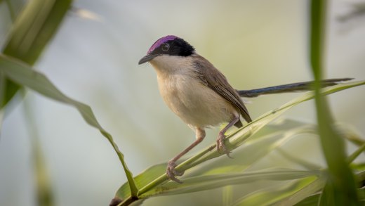 Purple-crowned Fairywren