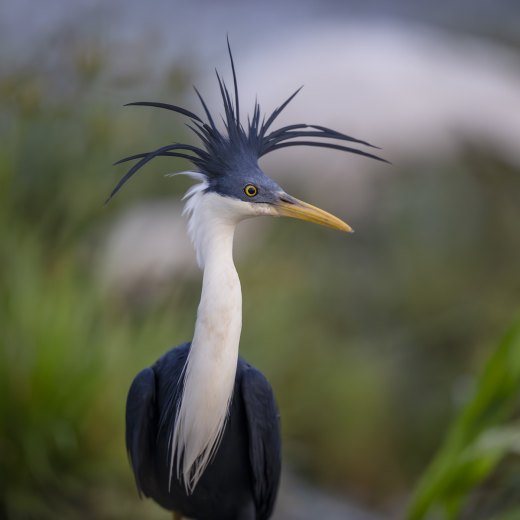 Untitled wildlife artwork