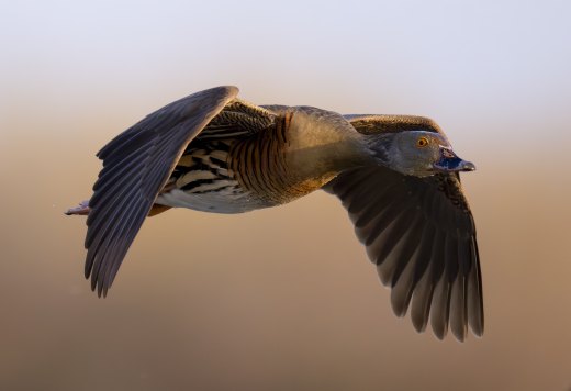 Untitled wildlife artwork