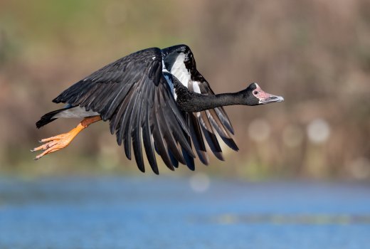 Untitled wildlife artwork