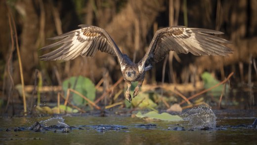 Hunting Practice